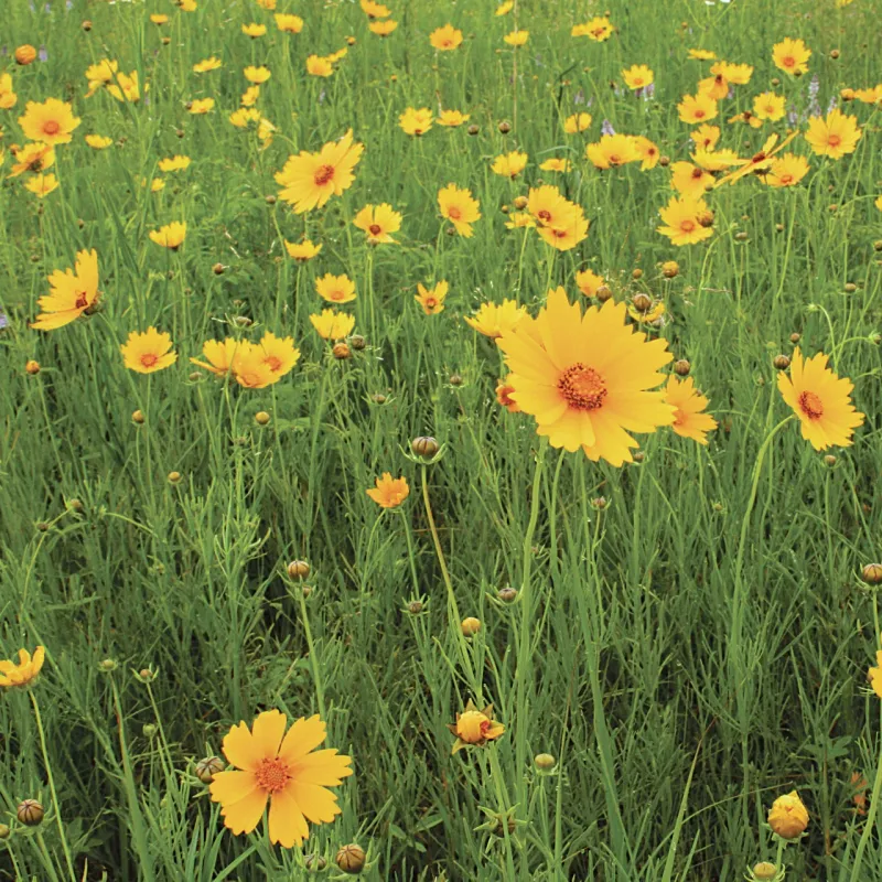 Coreopsis