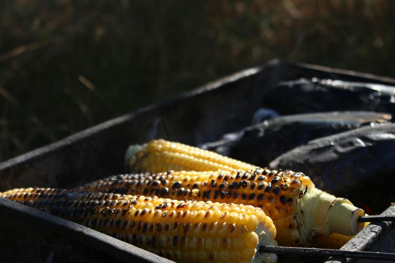 Corn Cobs Corn Cobs