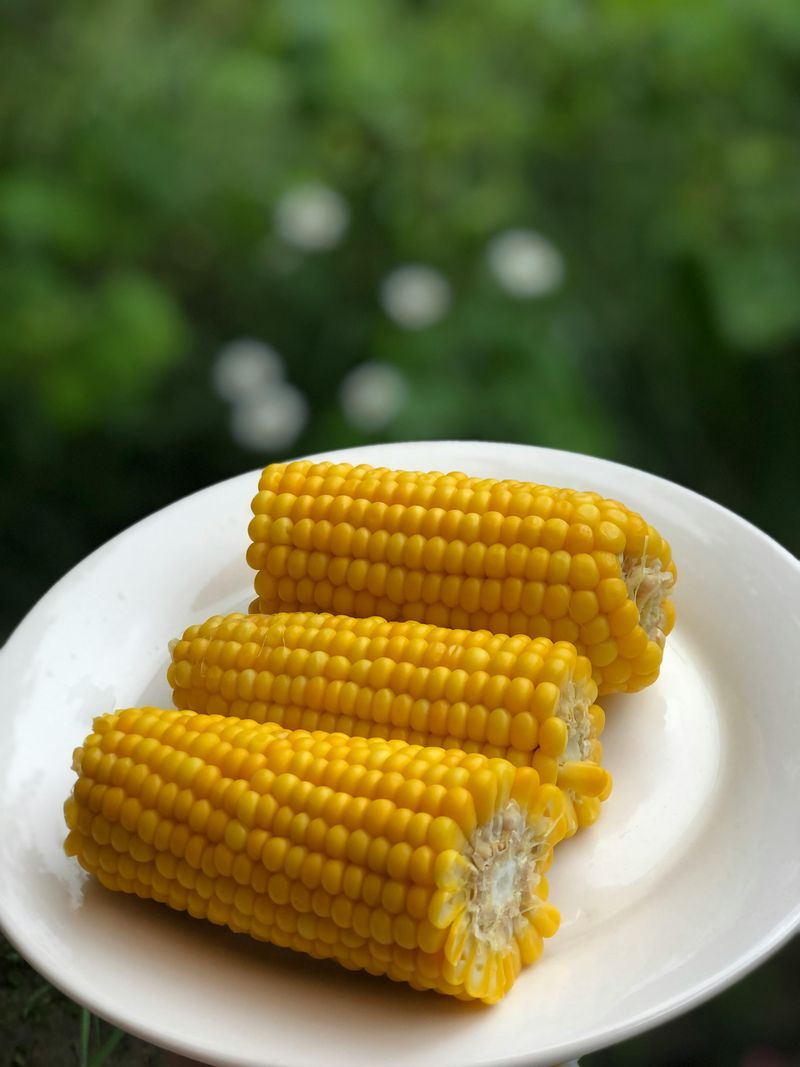 Corn on Cob Corn on Cob