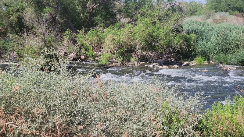 Cottonwood Groves That Feel Like a Lush Green Escape