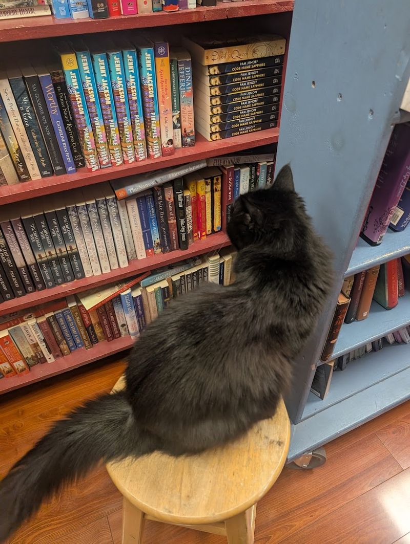 Cozy Atmosphere With an Old-School Library Feel