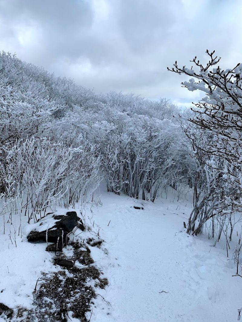 Cross-Country Skiing: A Winter Activity You Did Not Expect
