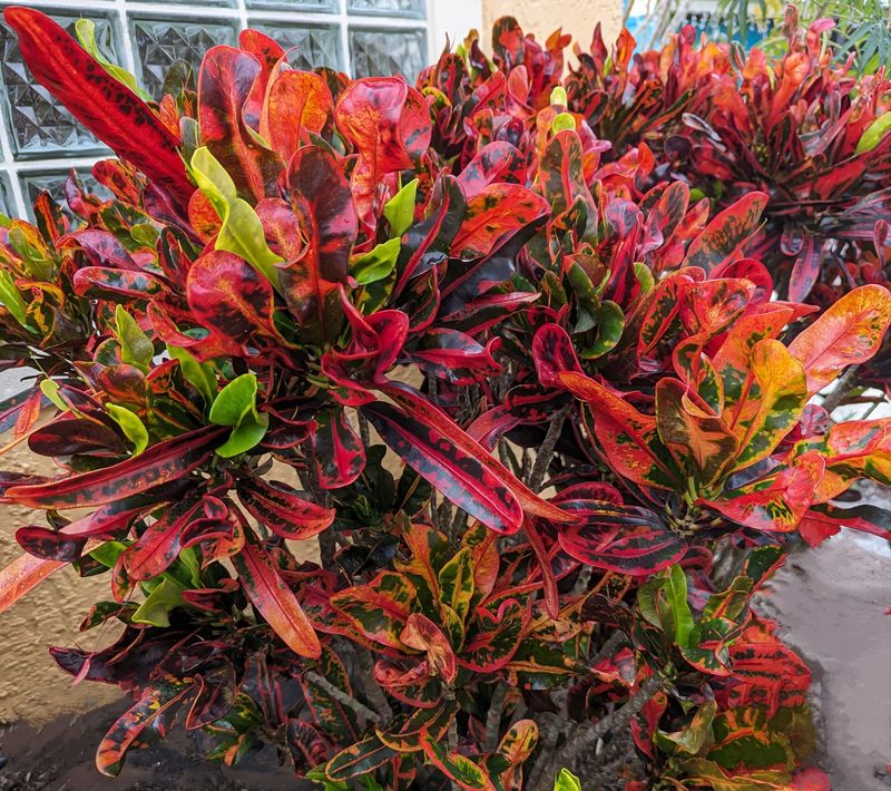Croton