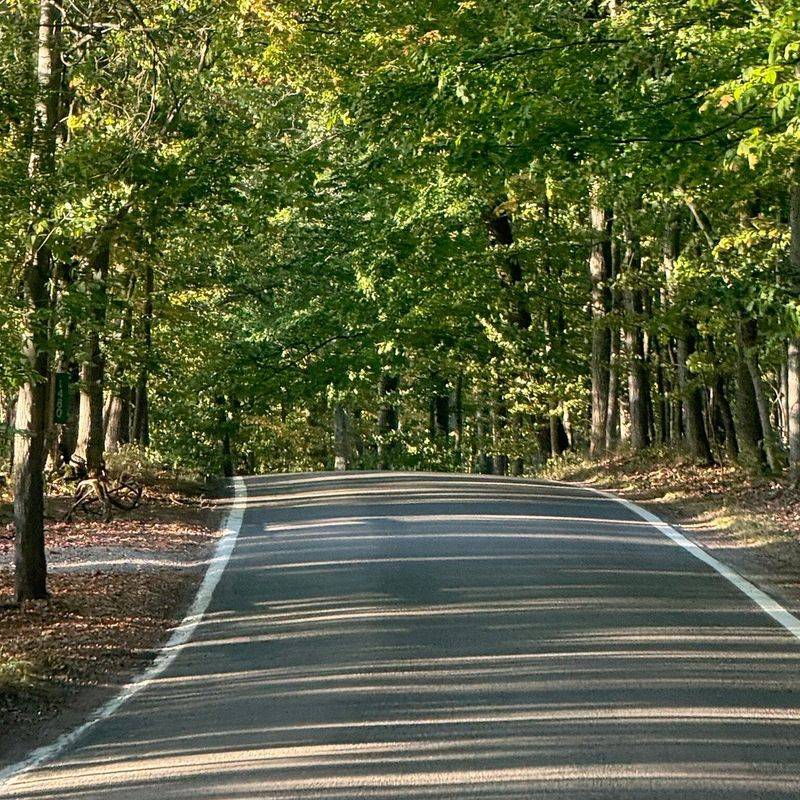 Cycling and Biking the Tunnel of Trees