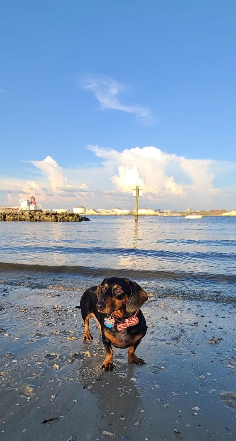 Davis Islands Dog Beach - Tampa, Florida