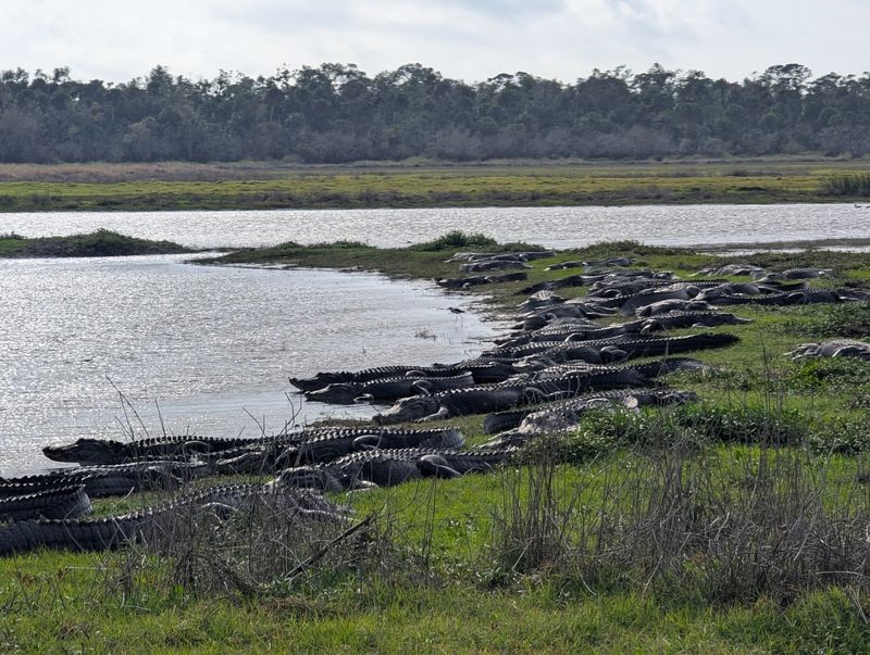 Deep Hole - The Alligator Gathering Spot