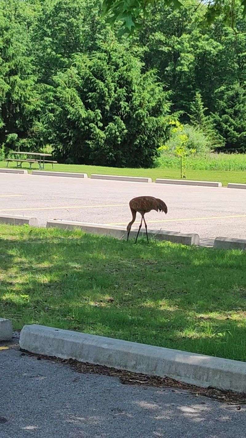 Deer That Appear From Nowhere Like Apparitions