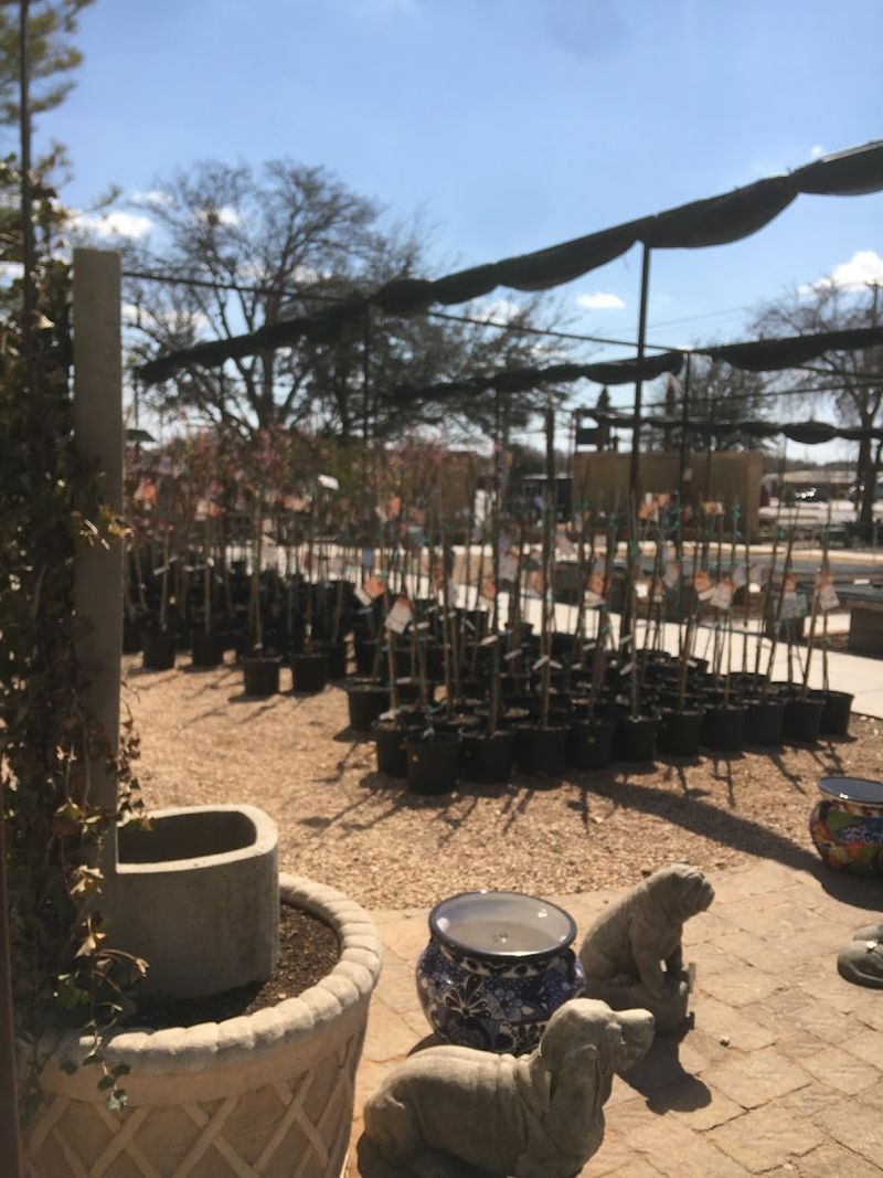 Desert Plants Perfectly Suited for West Texas Landscapes Desert Plants Perfectly Suited for West Texas Landscapes
