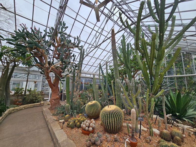 Desert Room: Cacti You Won't Believe Are Real Desert Room: Cacti You Won't Believe Are Real