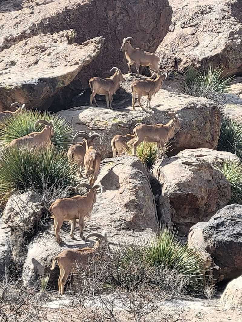 Desert Wildlife That Surprises Even Seasoned Hikers