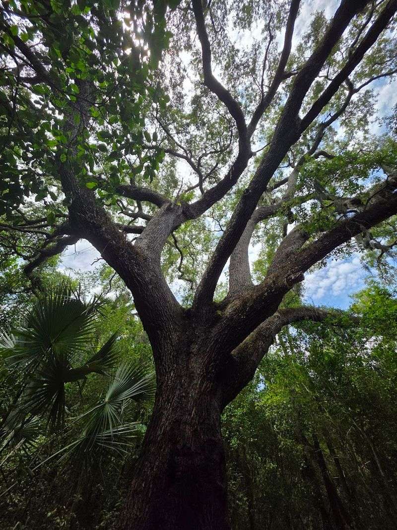 Devil's Tree - Port St. Lucie, Florida