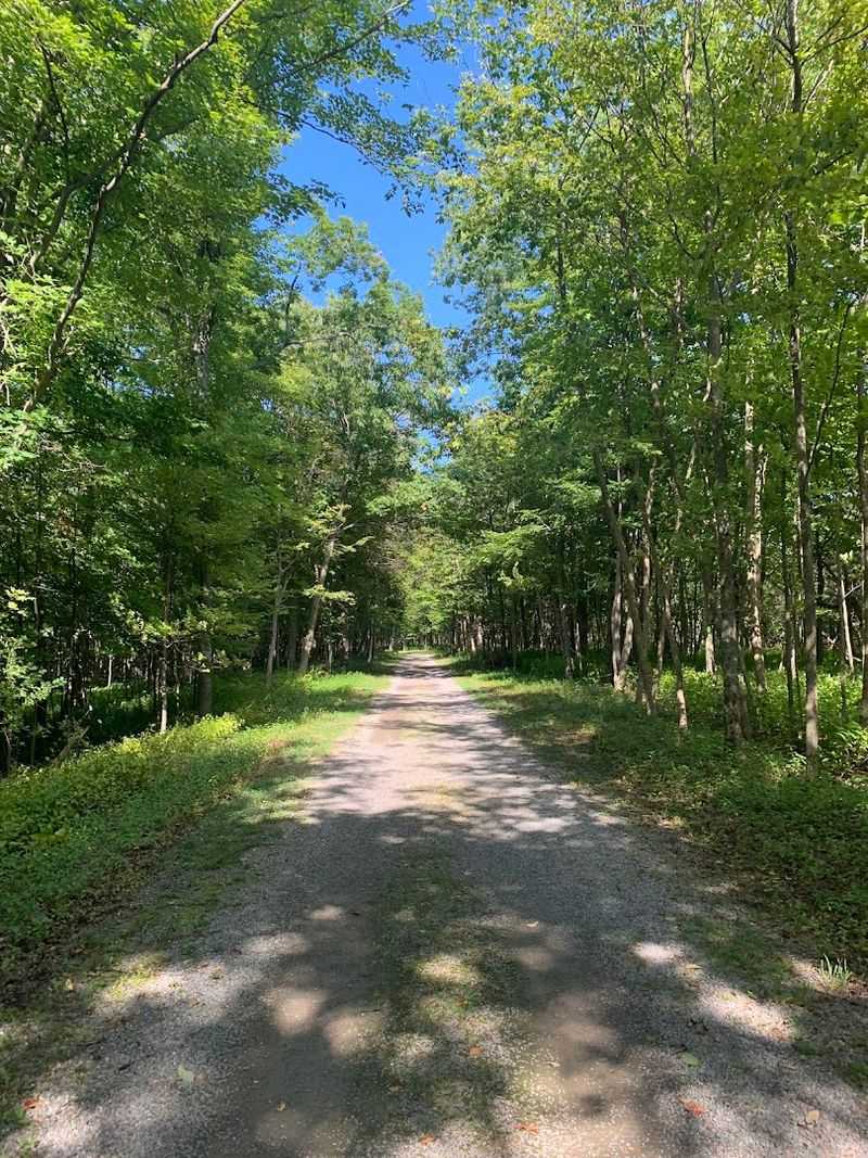 Disc Golf Course Hidden Among the Trees