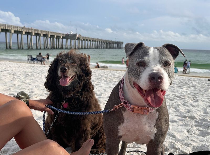 Dog Beach at Pier Park - Panama City Beach, Florida