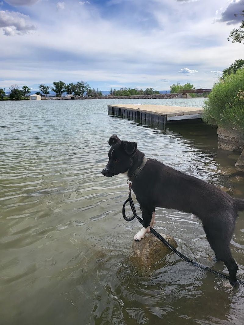 Dog-Friendly From the Parking Lot to the Shoreline