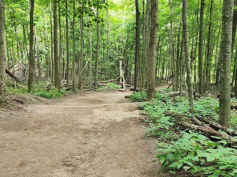 Dog-Friendly Hiking at Empire Bluff
