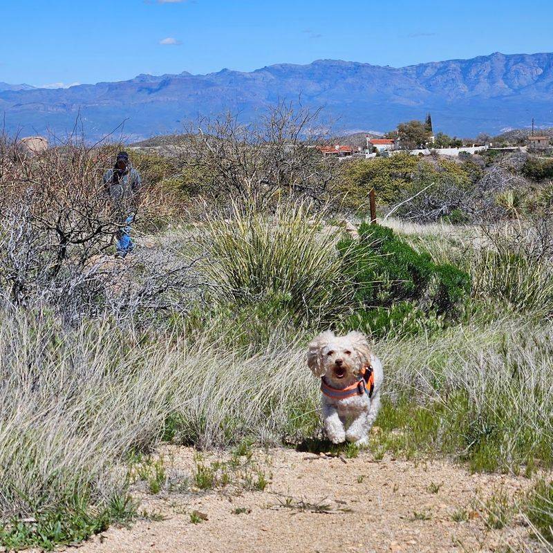 Dog-Friendly Sections With Wide Trails and Great Visibility