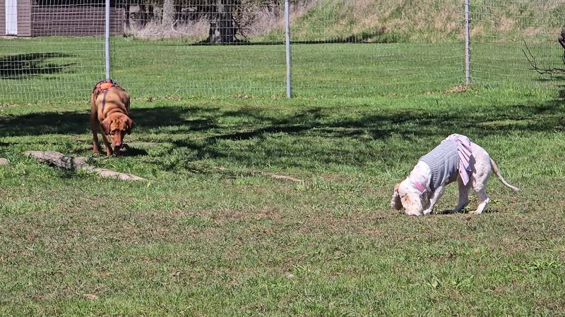 Dog-Friendly Spaces That Actually Deliver