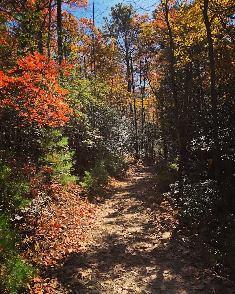 Dog-Friendly Trails That Welcome Four-Legged Explorers