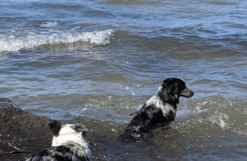 Dog-Friendly Trails and Beach Access