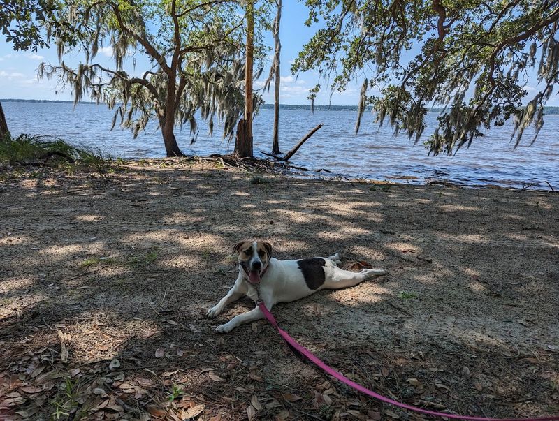 Dog-Friendly Trails and Campsites