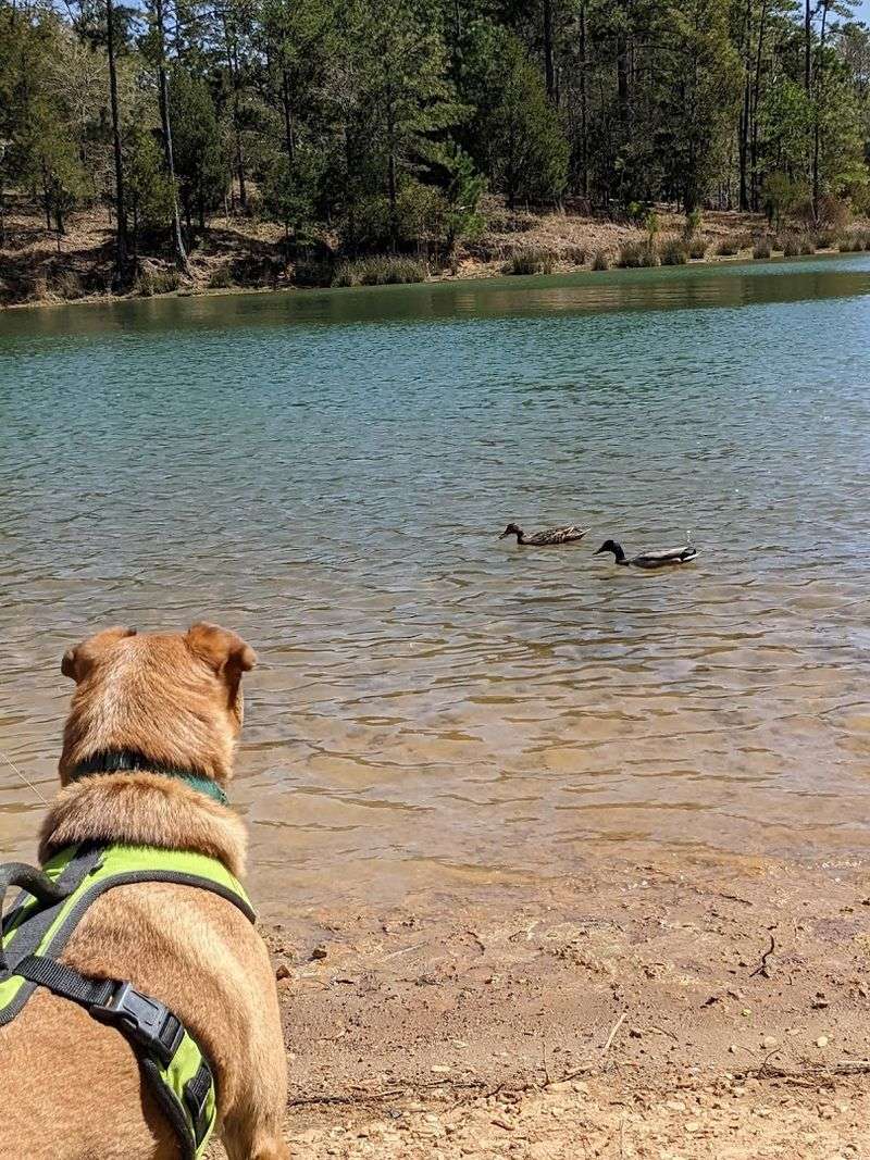Dog-Friendly Trails and Open Spaces