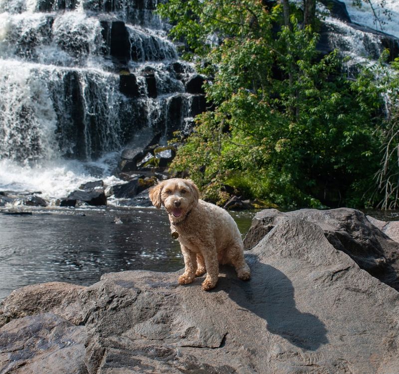 Dog-Friendly Trails at Bond Falls Dog-Friendly Trails at Bond Falls