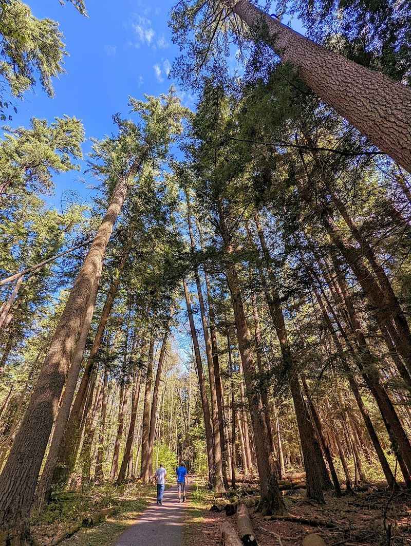 Dog-Friendly Trails for Four-Legged Adventurers