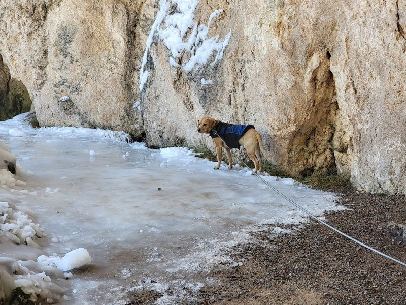 Dog-Friendly Trails for Four-Legged Friends