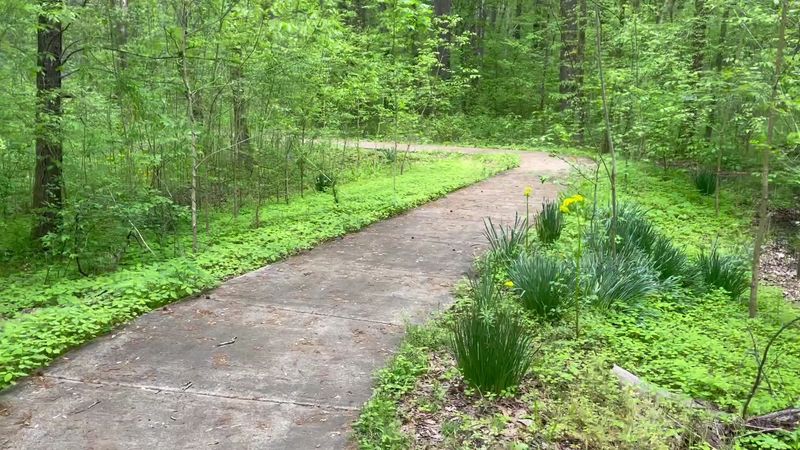 Dog-Friendly Trails for Furry Explorers