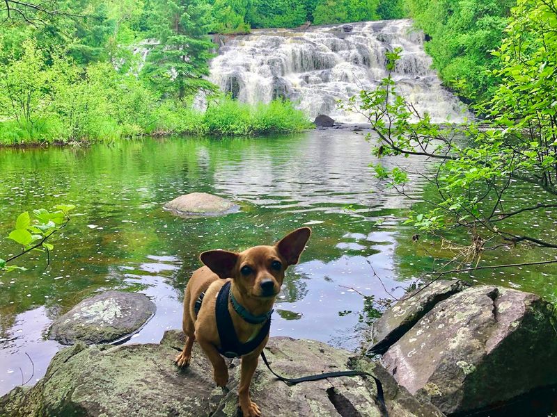 Dog-Friendly Trails for Pet Owners