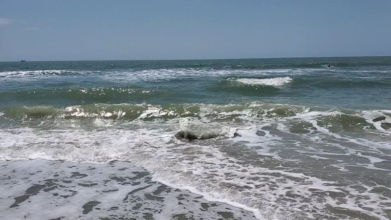 Dolphin Sightings That Will Make Your Whole Trip
