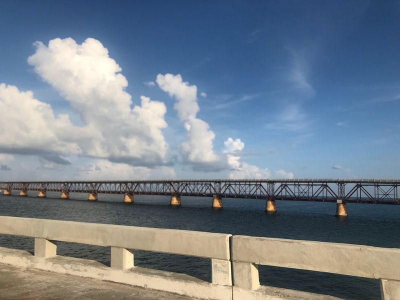 Dolphins, Pelicans, and the Wildlife You Didn't Expect