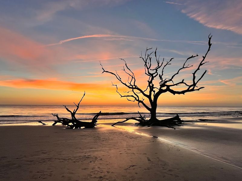 Driftwood Beach - Jekyll Island, Georgia