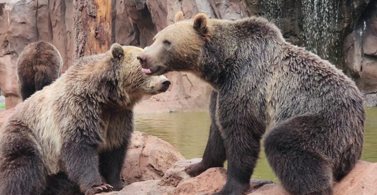 Drive through 160 acres of wild animal habitats at this thrilling Arizona park