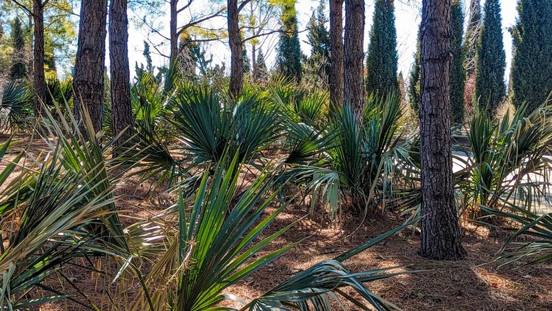 Dwarf palmetto