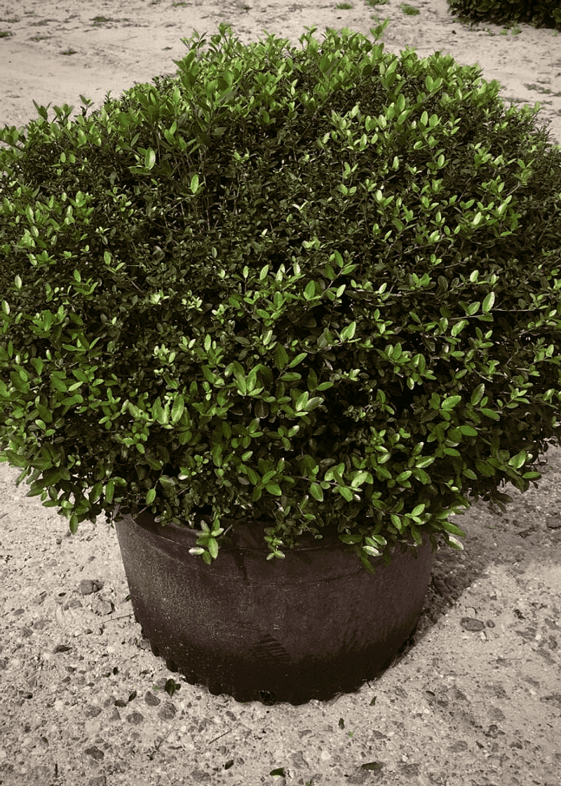 Dwarf yaupon holly