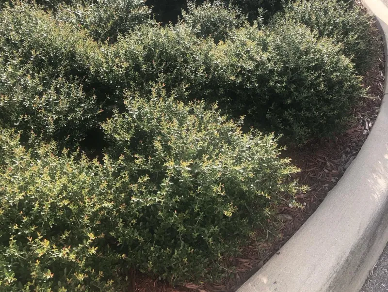 Dwarf yaupon holly