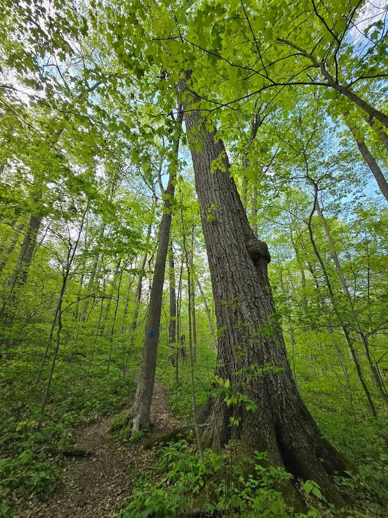 Dysart Woods Preserve - Belmont, Ohio