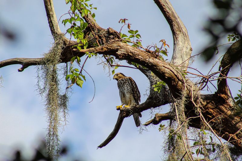 Eagle Roost Trail: A Sky Full of Feathered Wonders Eagle Roost Trail: A Sky Full of Feathered Wonders