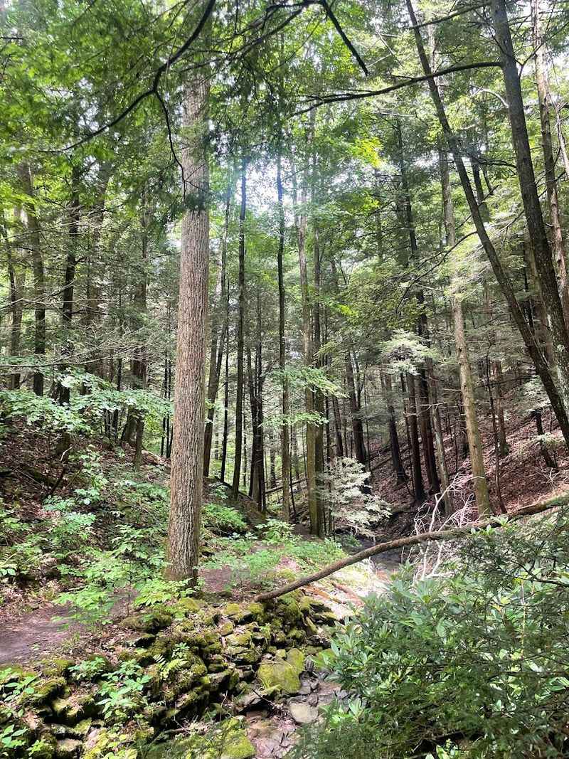 Eastern Hemlocks That Take Your Breath Away