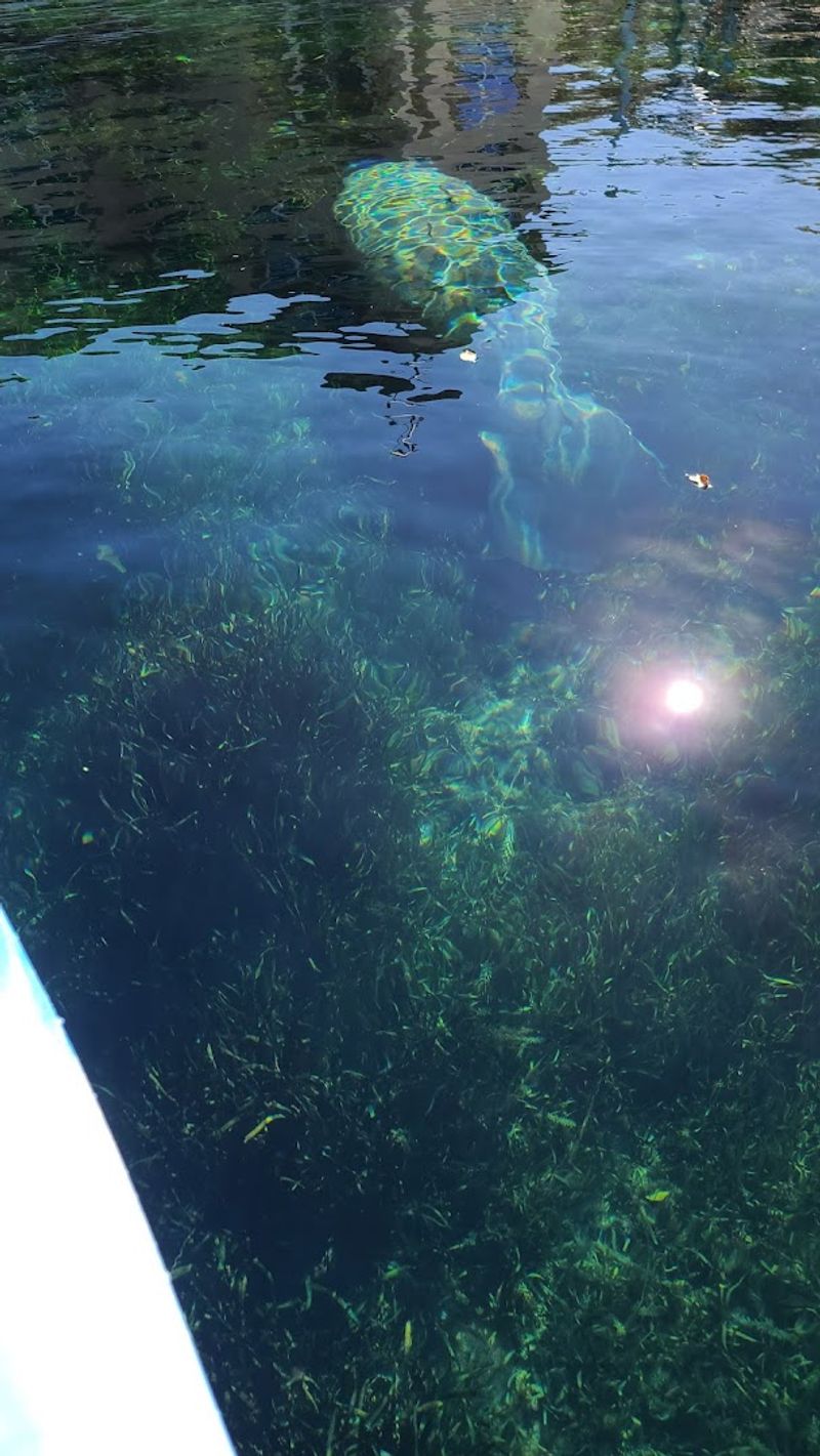 Eco-Tourism and Conservation Efforts in Crystal River