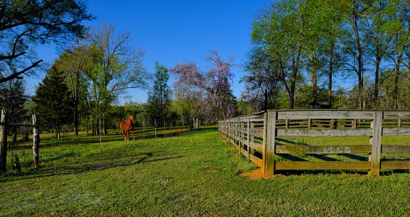 Edgefield's Annual Peach Blossom Festival