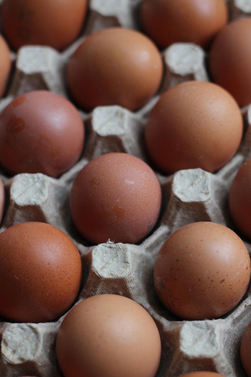 Eggs Eggs