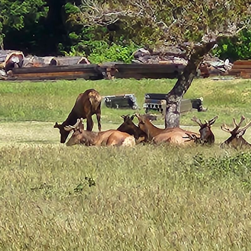 Elk Prairie Campground: Sleeping Among the Redwoods