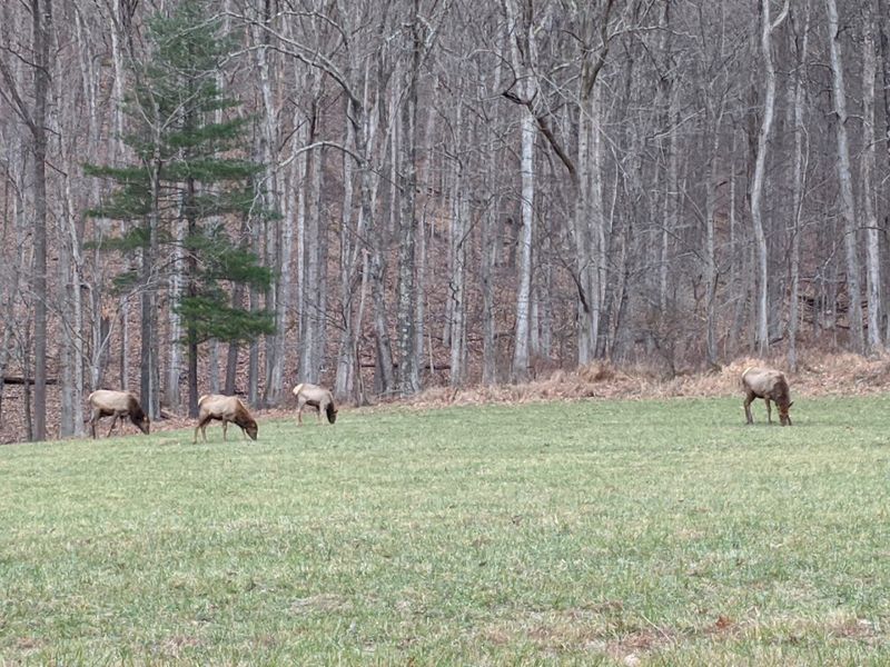 Elk Sightings Along Route 120: A Truly Wild Surprise Elk Sightings Along Route 120: A Truly Wild Surprise