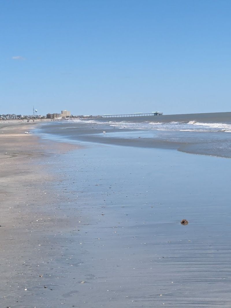 Excellent Shell Collecting Along the Shoreline
