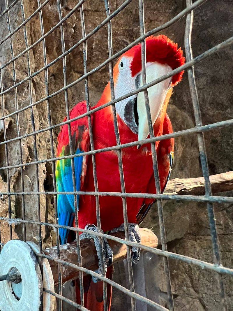 Exotic Birds Including Macaws and Toucans