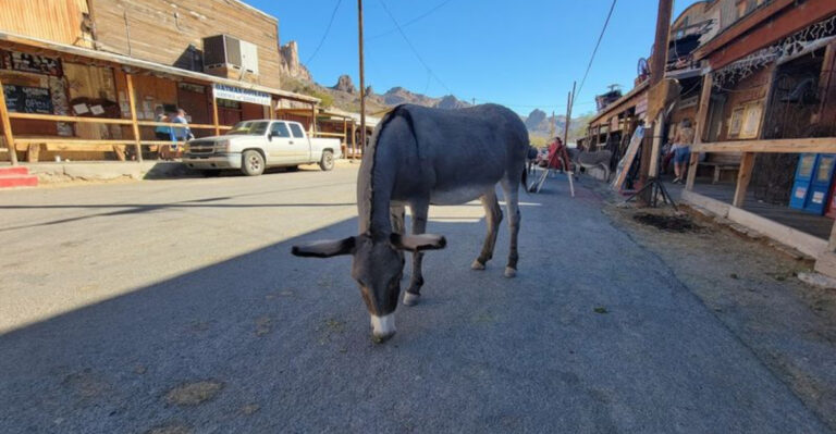 Explore this quirky Arizona ghost town famous for its friendly wild donkeys