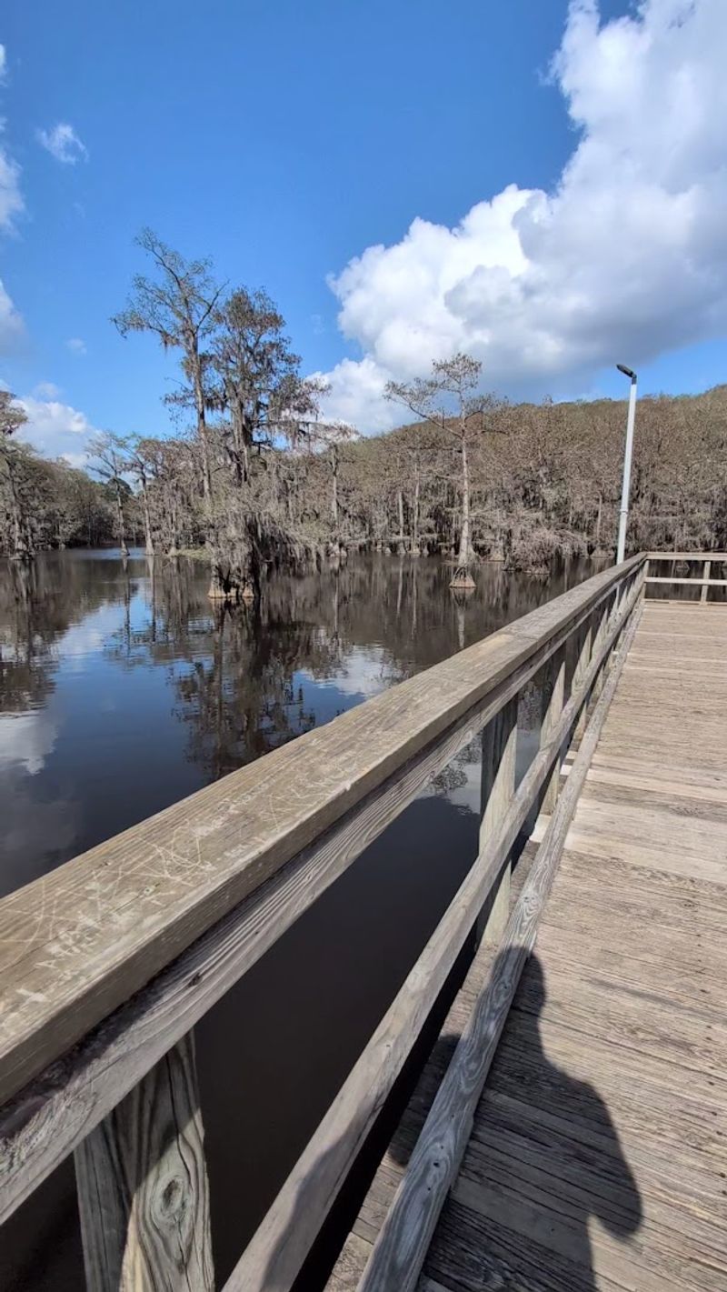 Fall Colors That Transform the Swamp Into Pure Magic
