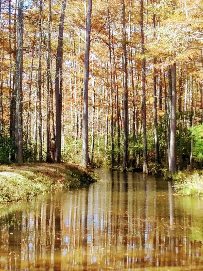 Fall Foliage Season: When the Park Transforms Into Pure Color